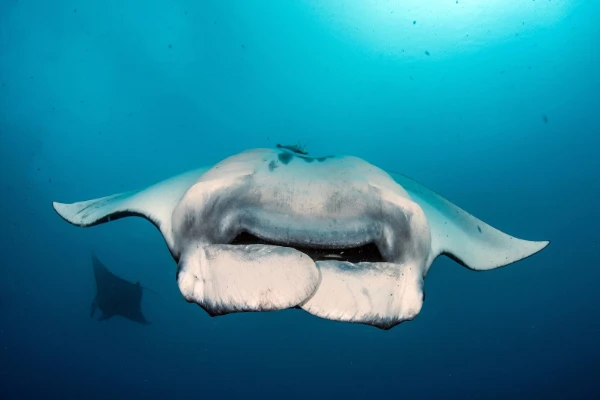 underwater photo of a manta ray looping in front of the photographer in blue water with a second manta ray in the background