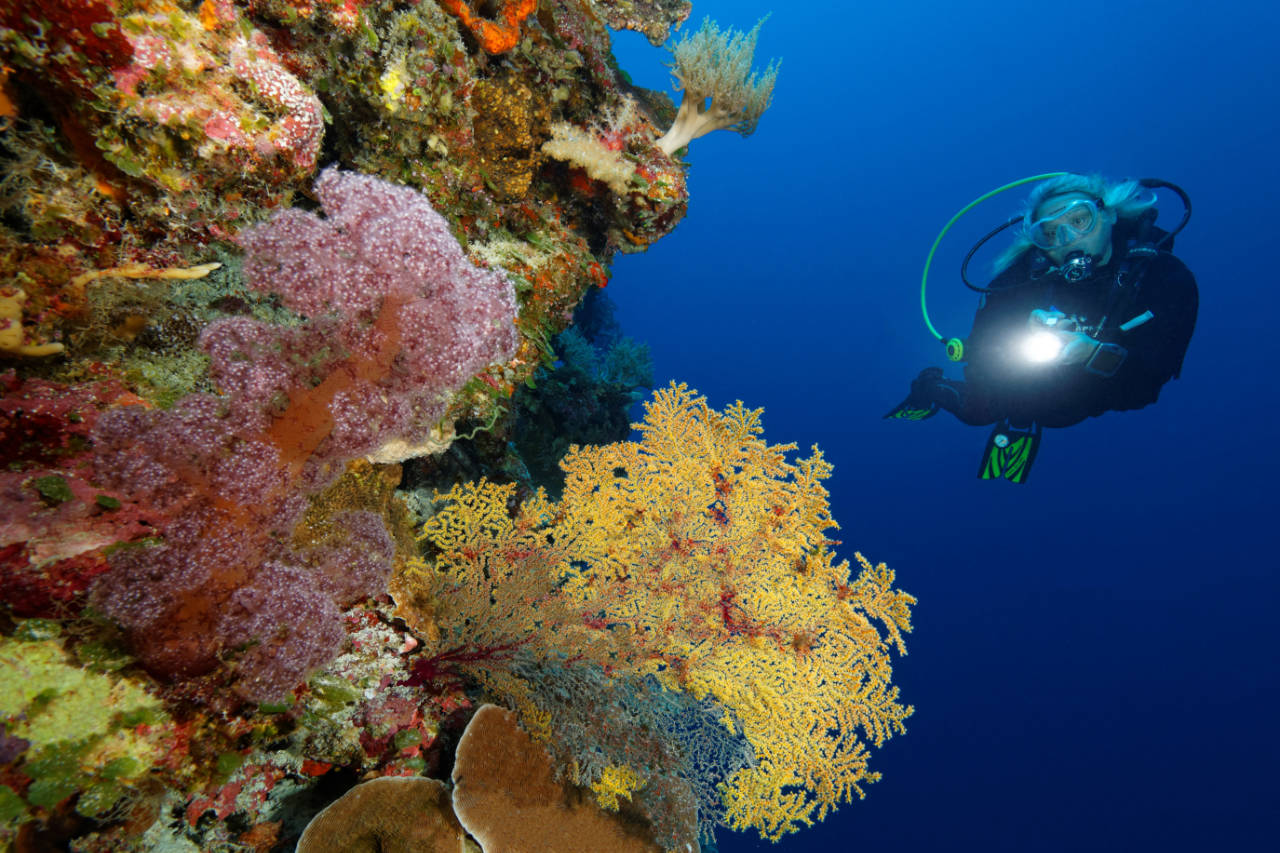 underwater photo of a diver on a wall covered in colorful soft corals and sea fans