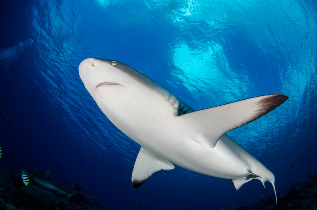 Close-up of a shark against the surface in clear blue water