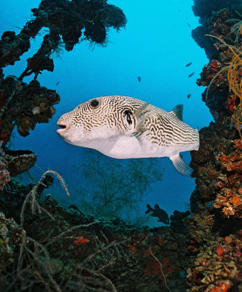 Why you should not touch anything while diving