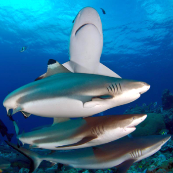 underwater photo of 4 sharks in Palau