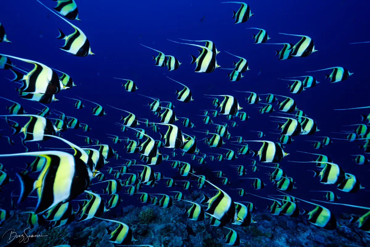 Fahnenfische in Palau