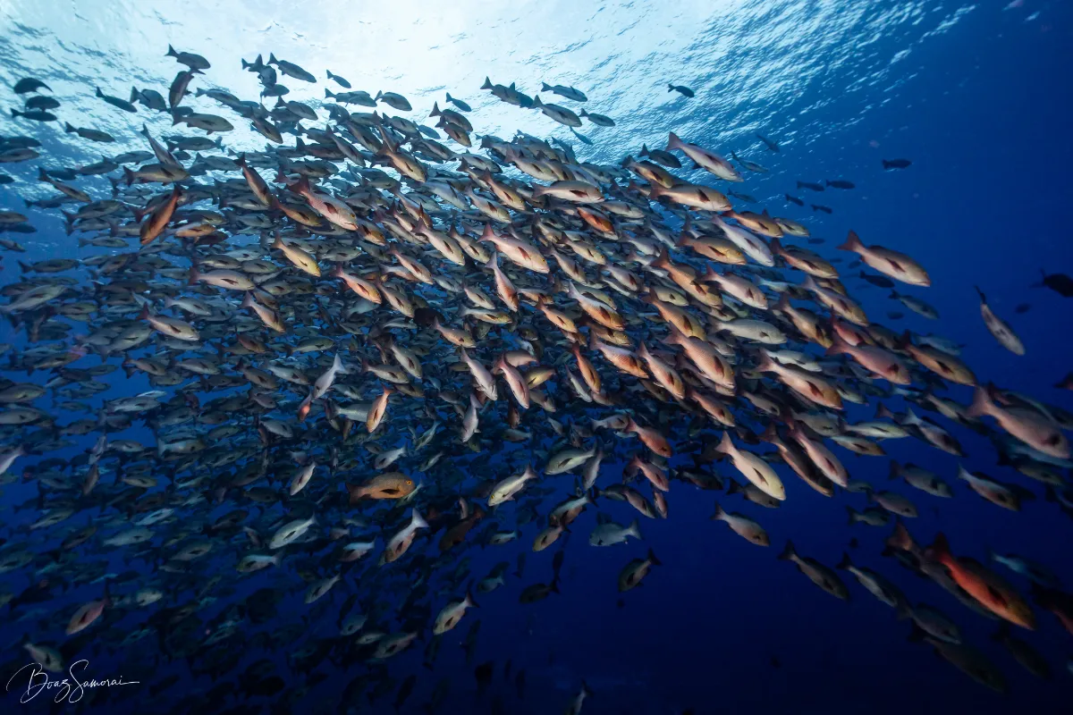 Red Snapper spawning in Palau