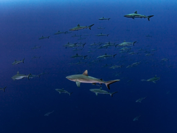 Group of Reef sharks in Palau