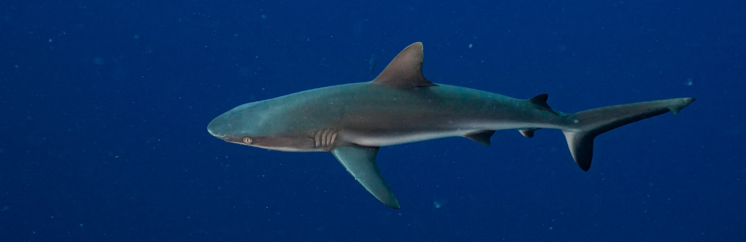 Reef Shark in Palau