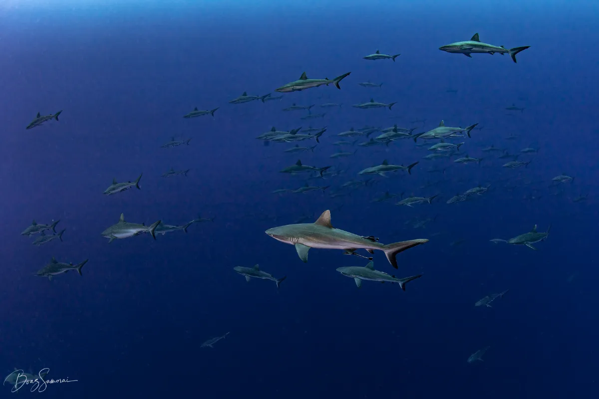 Gruppe von Riffhaien in Palau