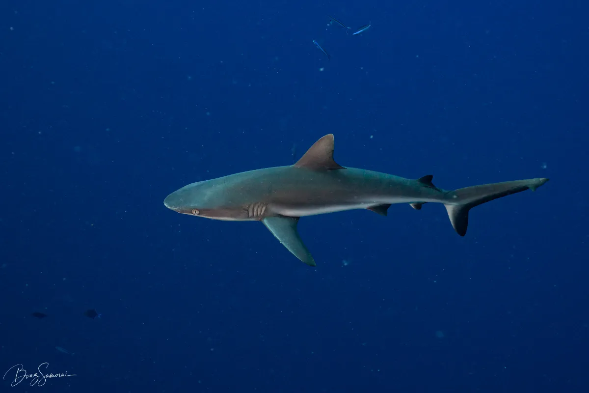 Reef Shark in Palau