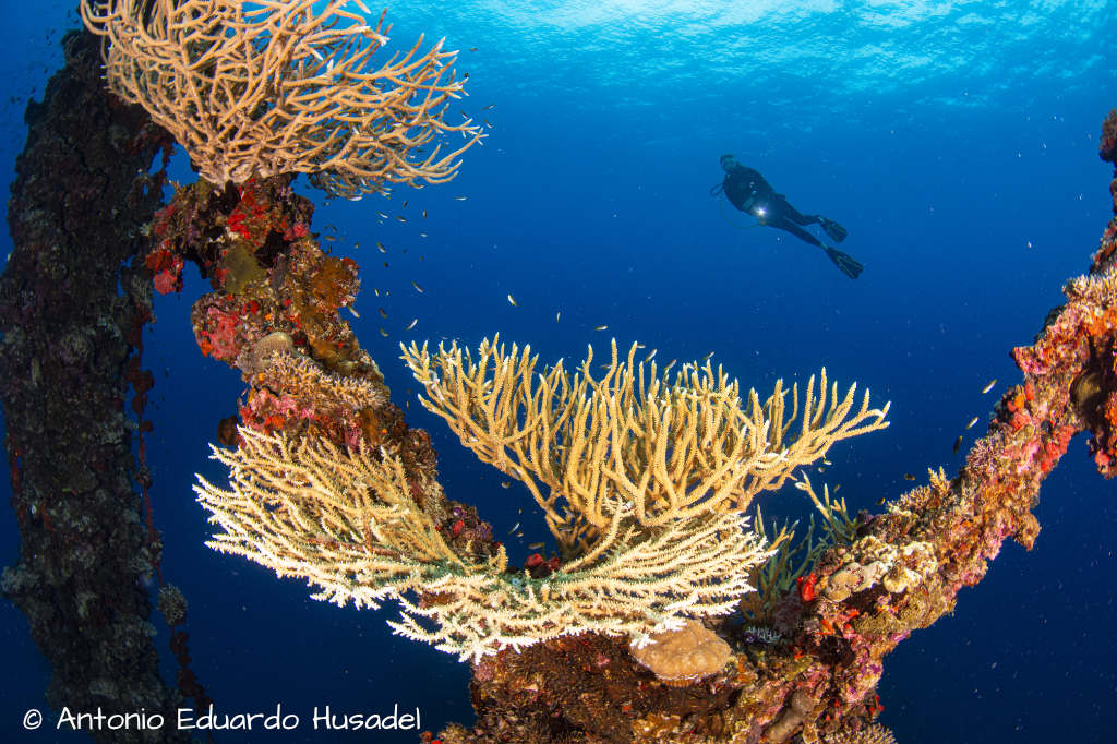 mast of the iro wreck in palau covered in corals with dive in the background