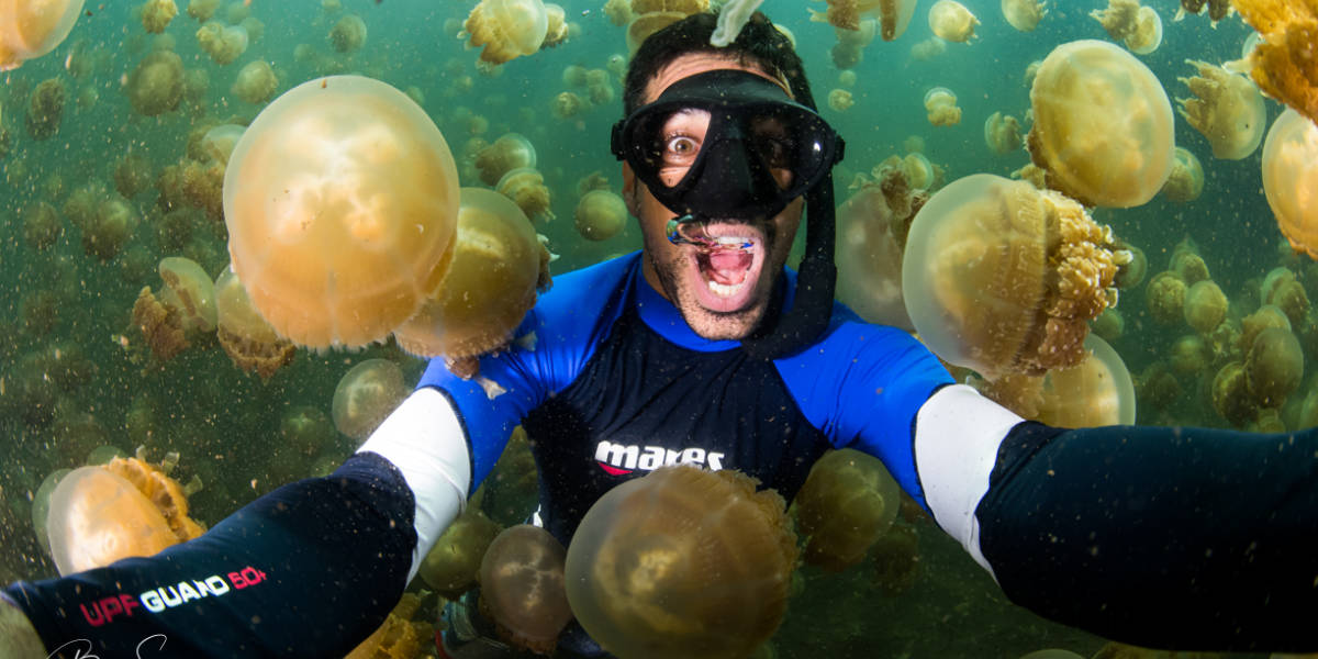 Snorkeler between hundreds of jellyfish at the Jellyfish Lake Palau