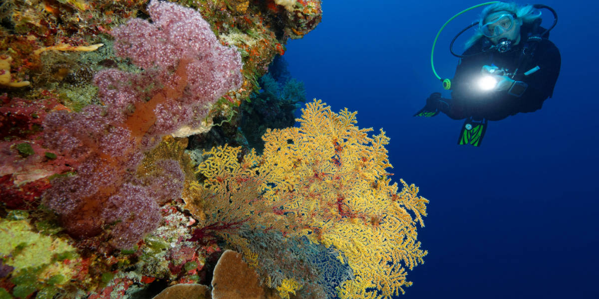 Diver with a flash light behind a wall of soft corals on a die site in Palau