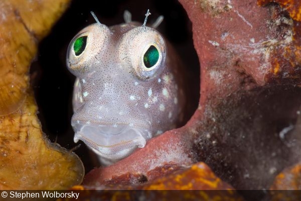 underwater photo Salarias segmentatus blenny at Lava Rocks by Stephen Wolborsky