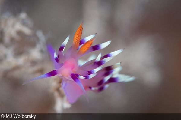 Coryphellina exoptata nudibranch at Friendship Bridge