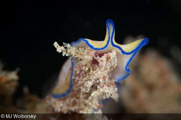 Pseudoceros sp. flatworm at Friendship Bridge