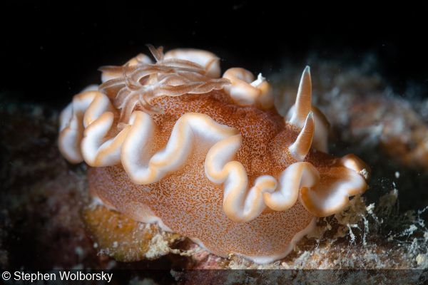 Glossodoris rufomarginata nudibranch at Lava Rocks