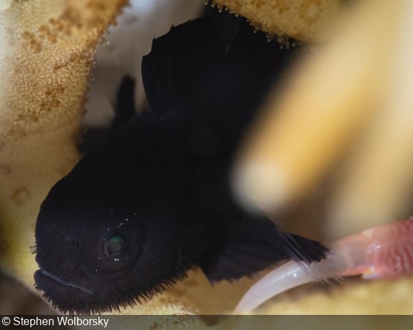 Paragobiodon melanosomus goby at Ngerchong Inner