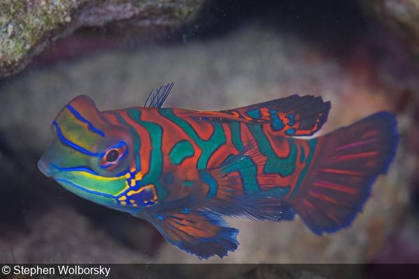 Synchiropus splendidus mandarinfish at Fish ‘n Fins dock