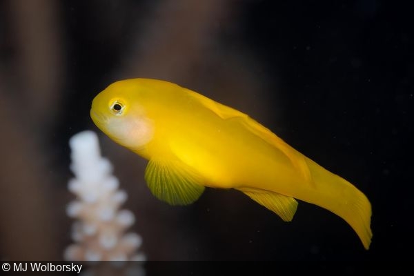 Gobiodon okinawae goby at Brown Corner