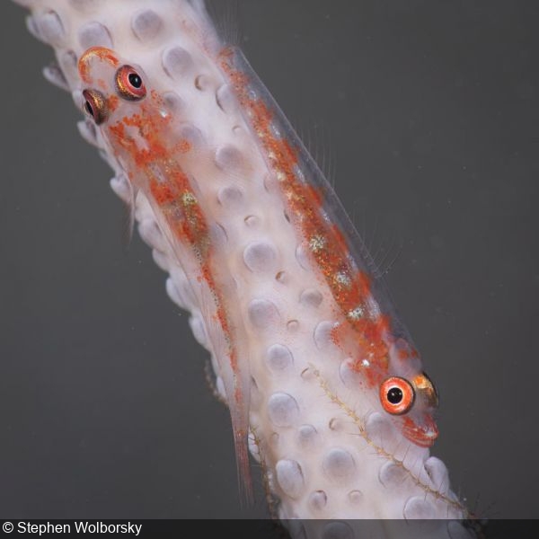 Bryaninops yongei whipcoral gobies at the Hafa Adai wreck