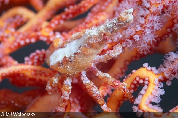 Xenocarcinus depressus spider crab at the Hafa Adai wreck