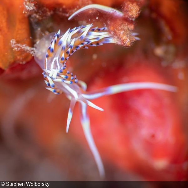 Caloria indica nudibranch at Teshio Maru wreck