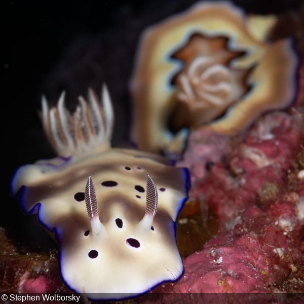 Hypselodoris tryoni (foreground) and Goniobranchus coi (background) nudibranchs at Teshio Maru wreck