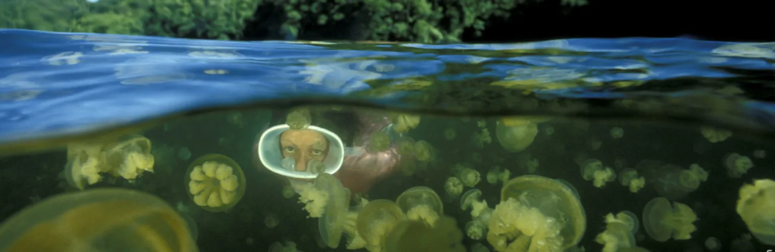 underwater photo of a snorkeler with lots of golden jellyfish in the world-famous Jellyfish Lake in Palau