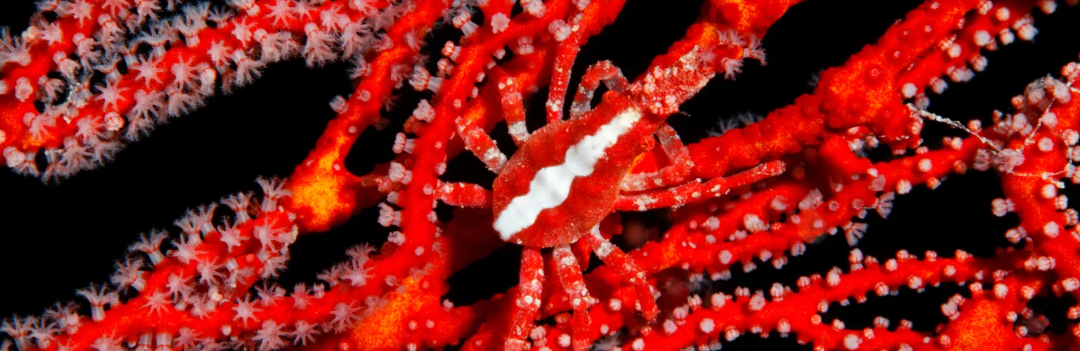 underwater macro photo of a red crab with a white stripe on it back in a Red Sea fan
