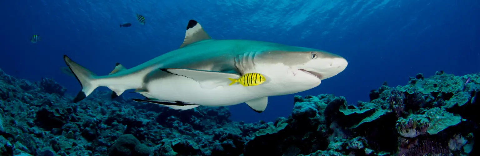 underwater photo of a black tip reef shark close up swimming from left to right in the middle of the frame in blue water