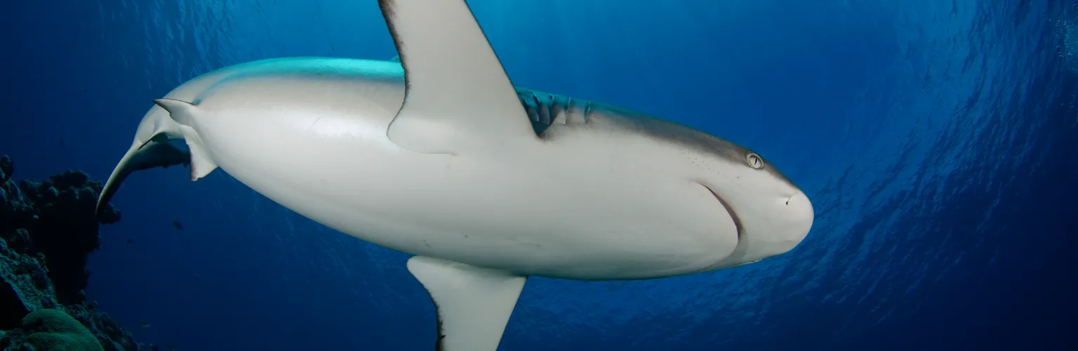 Group of Reef sharks in blue water in Palau