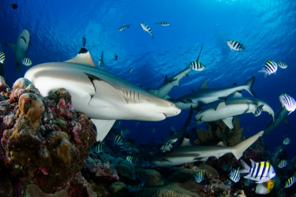 Reef sharks in blue water in Palau