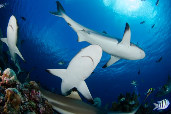 Reef sharks in blue water in Palau