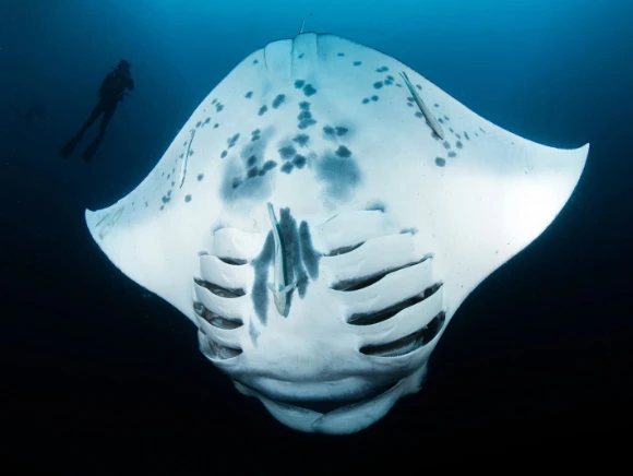 underwater photo of a manta ray looking in front of the camera at German Channel in Palau, the white belly of the manta is visible, the manta is upside down, gills are open