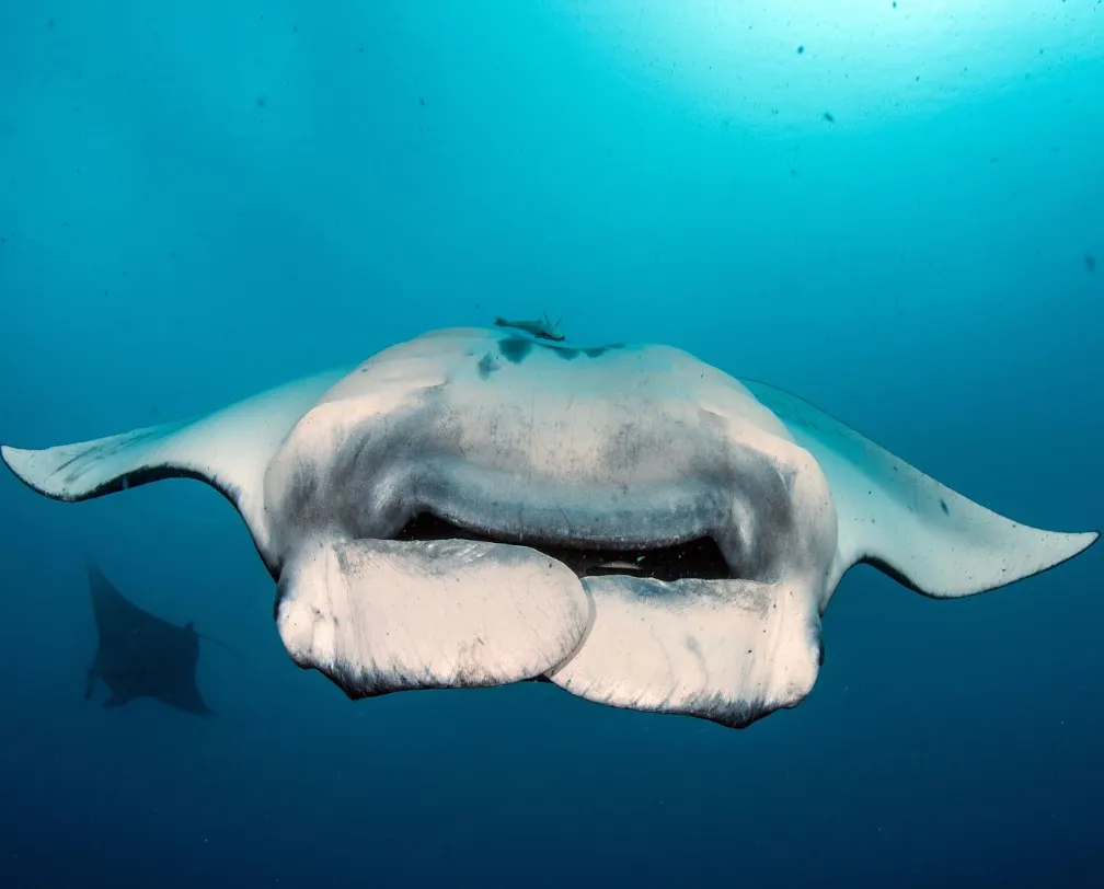 manta ray at German Channel Palau barreling in front of the camera