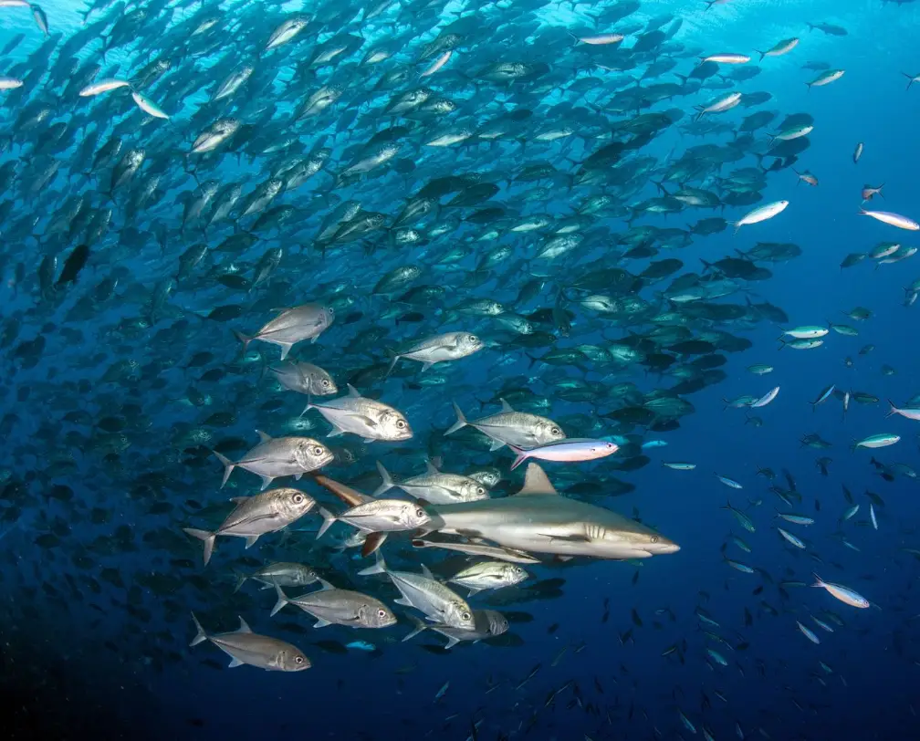 shark in the middle of schooling jack fish