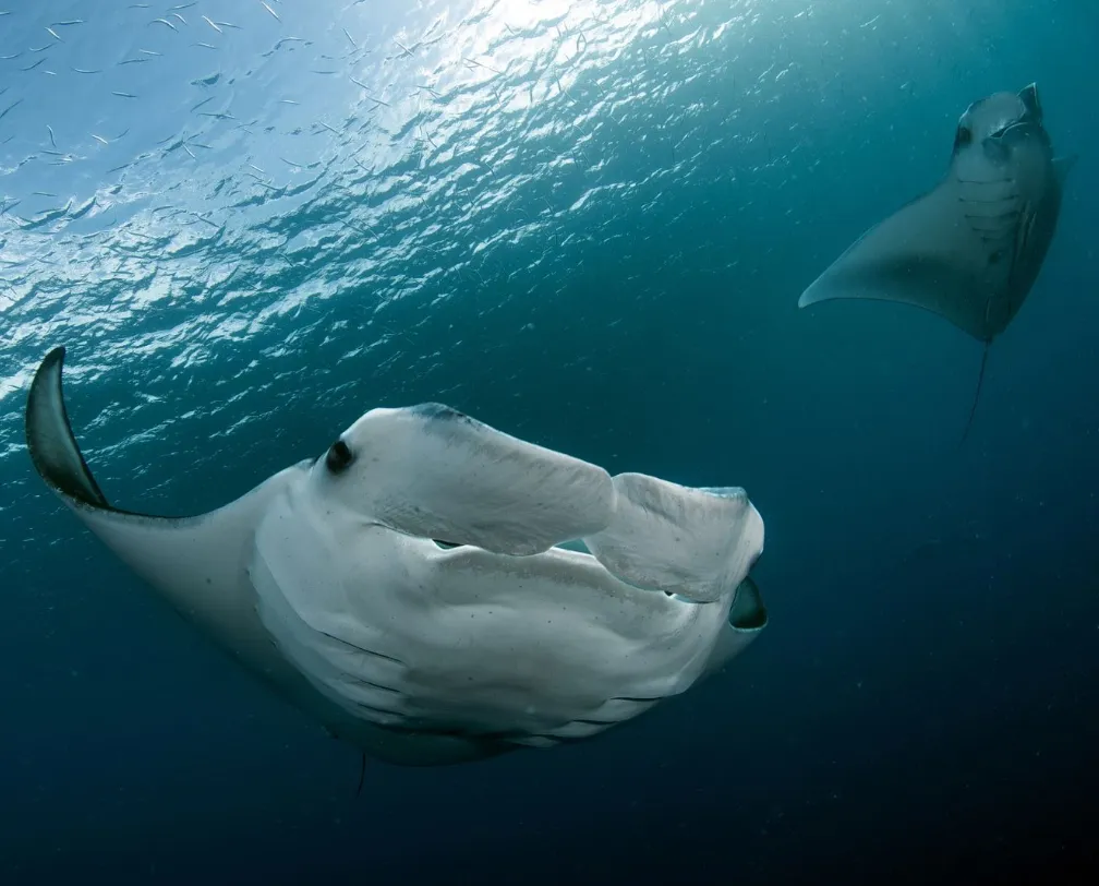 two manta rays at German channel Palau, one approaching the camera directly with its mouth open, the other one on the right upper side of the photo frame