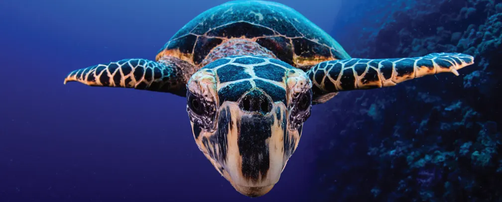 Underwater photo of a Turtle facing head on the photographer