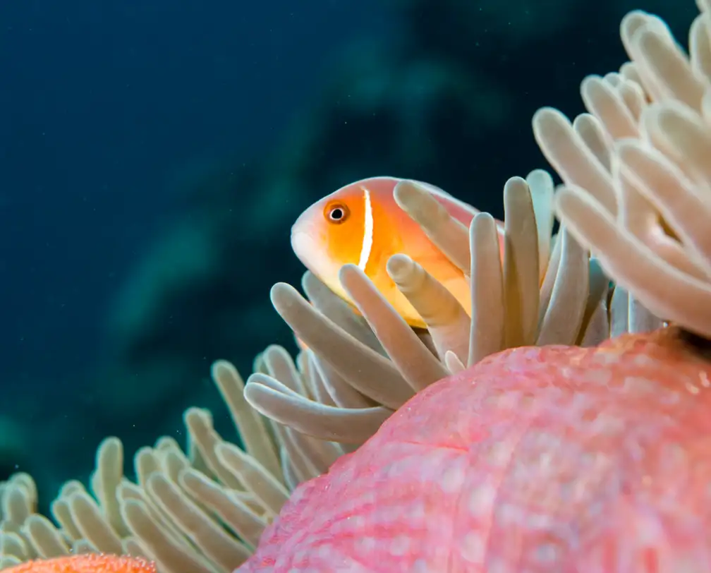 Macro photo of a shrimp in Palau