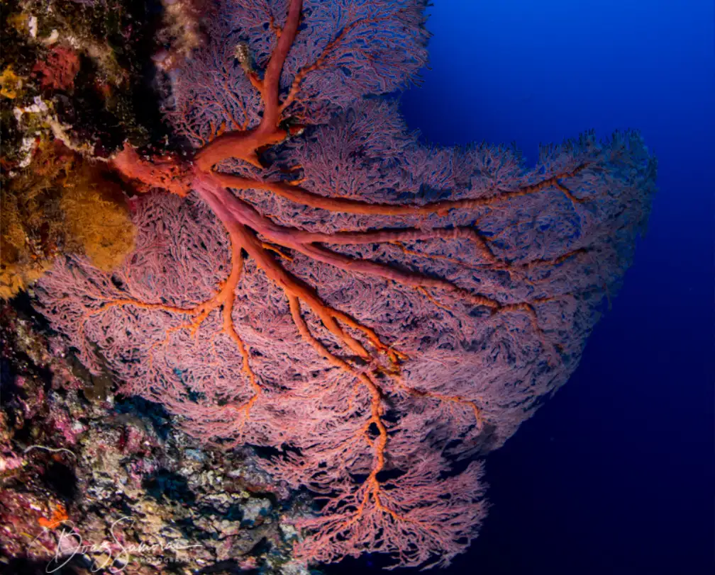 underwater photo of a red and very beautiful and healthy sea fan