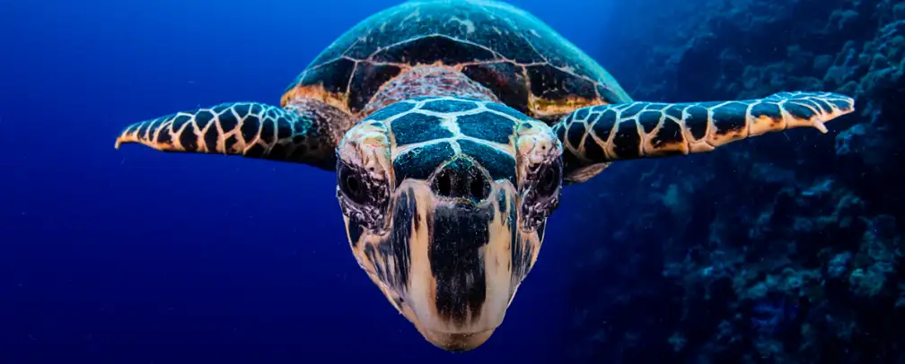 sea turtle swimming head on to the lens, the head almost touches the lens