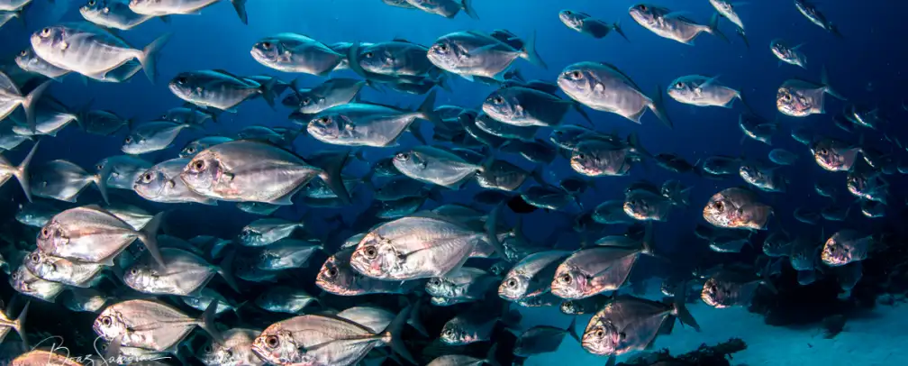 schooling jack fish underwater close up