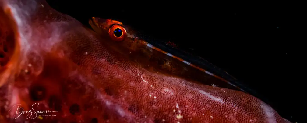 macro underwater photo of a small red fish on a coral during a night dive in Palau