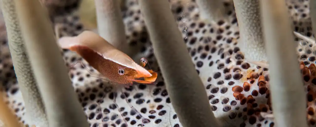 underwater macro photo of a tiny shrimp sitting in a sea star