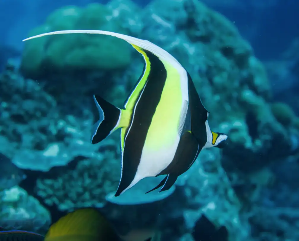 underwater photo of a moorish idol, close-up in its profile