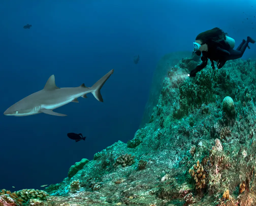Taucher an Palau's Blue Corner mit einem Hai im blauen Wasser