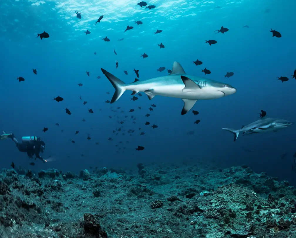 Zwei Haie im blauen Wasser vor einem Riff in Palau und ein Taucher an der Riffkante