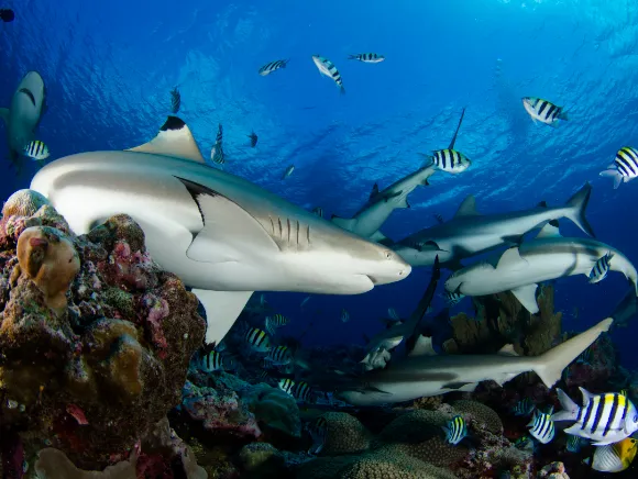 Unterwasserfoto von einer Gruppe von Riffhaien in blauem Wasser in Palau