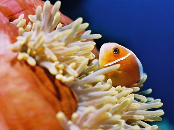 underwater photo of a single clownfish on top of a redish anemone