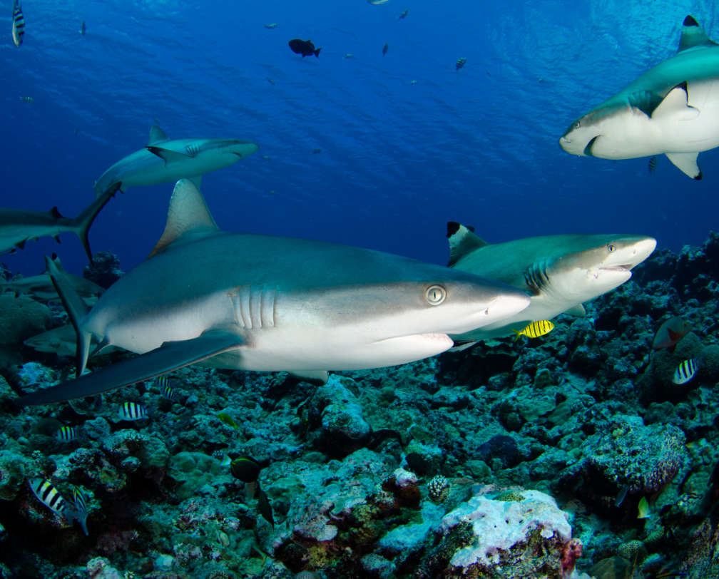 underwater photo of a group of sharks in Palau, one very close to the camera looking at the photographer