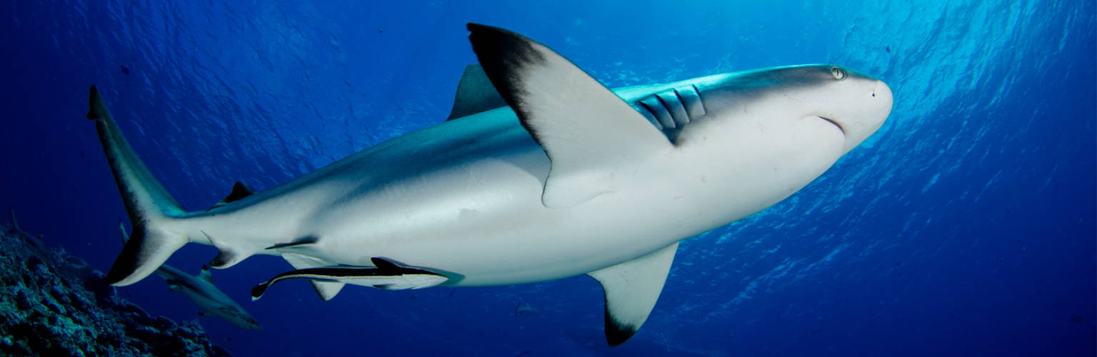 underwater photo. Close-up of a gray reef shark coming from the left into the frame. Whole buddy is visible.