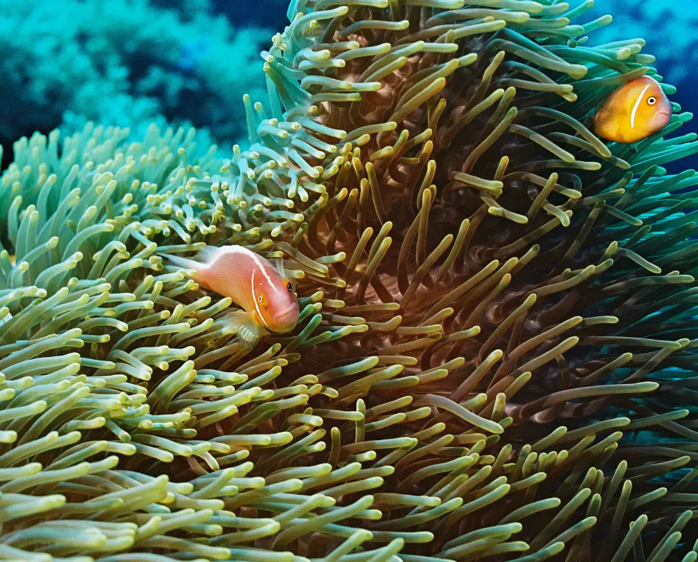 underwater photo of an anemone with 2 clown fish in Palau